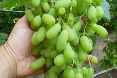 preobrazenie-11