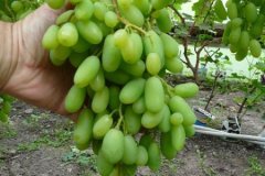 preobrazenie-2