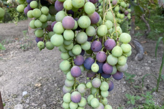 AGAT-36