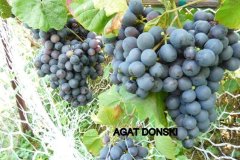 AGAT-DONSKI-4