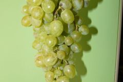 biezewyj-11