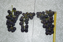 P1050272