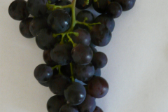 P1050275