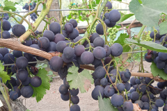czekoladowa-1