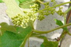 einset-seedless-1