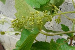 einset-seedless-2