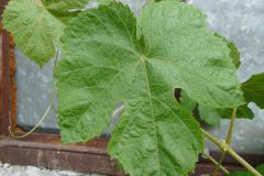 einset-seedless-3