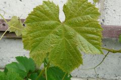 einset-seedless-4