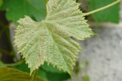 einset-seedless-5