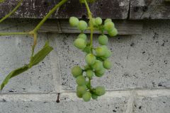 einset-seedless-6