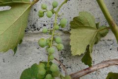 einset-seedless-7