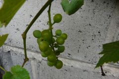 einset-seedless-8