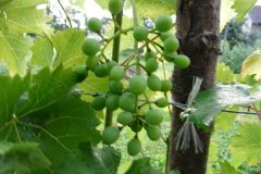 Muscat-Bleu-7